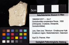 Foto (Objket + Etiketten) von Goniodromites complanatus (Reuss, 1858) 